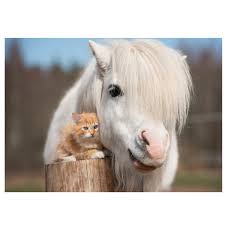 Печенье удачи скорая помощь для пони подводная эквестрия. Postcard Pony Kitten