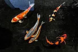 Some features can play both aesthetic and practical purposes. How To Properly Care For Koi Fish Stonewall Creek