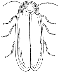 It's high quality and easy to use. Firefly Coloring Page Coloring Home