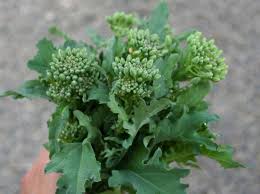 A great early crop, sow outdoors in february and march. Broccoli Rapini The Seed Company By E W Gaze