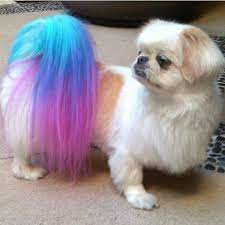 My Dog Mimi Dog Dye Dyed Dog Colored Dogs