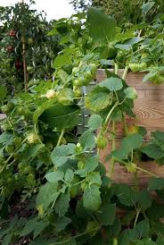 Eingelegte Physalis In Weisswein Und Thymian Rezepte Aus Dem Garten Thymian Rezepte Physalis Thymian