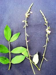 Image result for Indigofera vicioides