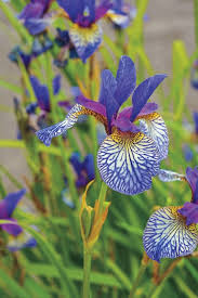 New bare root perennial varieties 2021. 3 Shaker S Prayer Siberian Iris Bare Root Bloom Early And Mid Spring Flower Bulb Bulbs Roots Rhizomes Home Garden