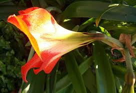 Image result for Hippeastrum sp. cultivars