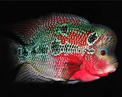  Labeotropheus Caeruleus Fish Freshwater Aquarium Fish Aquarium Fish