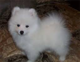 Black American Eskimo Dog Price Toy American Eskimo Hypoallergenic American Eskimo Dog What Kind Of Dog American Eskimo