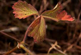 Image result for Pelargonium whytei