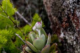 Image result for Antherotoma naudinii