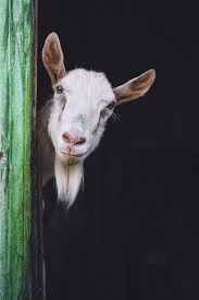 21 Inspirational Quotes From Goats Cute Goats Goats Animals