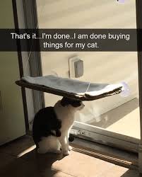 By admin on august 13, 2019. Happy Caturday Meaning