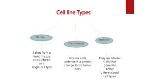 Check spelling or type a new query. Cell Lines