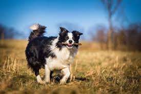 We did not find results for: Is The Border Collie Australian Shepherd Mix One Of The Perfect Dogs K9 Web