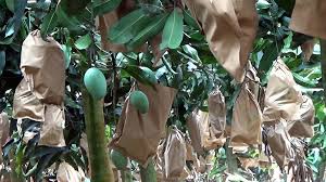 We did not find results for: Farmers Profit By Fruit Bagging Mangoes In Naogaon Dhaka Tribune