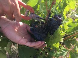 Notre formidable équipe de vignerons et de vendangeurs a récolté des raisins d'une qualité et d'une quantité exceptionnelle. Vin Relations Publiques Pro Agence Rp Attachee De Presse