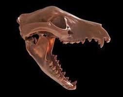 Thylacine Tasmanian Tiger 3d Model Thylacine Tasmanian Tiger Tiger Skull