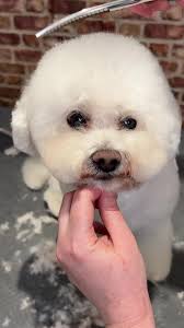 How to Make The Bichon Frise Fluffy