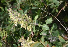 Image result for Teucrium