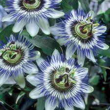 Spring Hill Nurseries 3 In Pot Blue Passion Flower Passiflora Live Potted Tropical Plant 1 Pack Blue Passion Flower Passion Flower Flowering Vines
