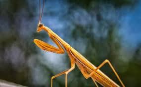 Maybe you would like to learn more about one of these? Praying Mantis Euclid Public Library