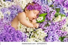 Flowers are a great source of inspiration for baby names. Baby Girl Sleep Lilac Flowers Newborn Stock Photo Edit Now 1079329373