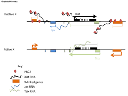 The Recent Revolution In Sequencing Technology Has Helped To Reveal A Large Transcriptome Of Long Non Coding Rnas Lncrnas A Major Coding Function Challenges