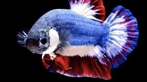 Ikan guppy cocok untuk akuarium mini. Sejarah Ikan Cupang Dari Alam Liar Ke Akuarium Kecil Berita