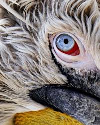 Natgeoyourshot On Instagram Eye Of The Pelican Photograph By Ellert Gretarsson A Close Up Of A Pelican S Eye Eac Pelican Photos Animal Close Up Animals