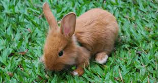 Is It Normal For Rabbits To Eat Their Own Poop