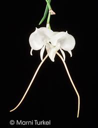 Image result for Angraecum humile
