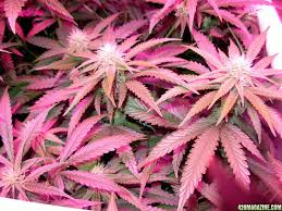 Wallpaper Rose Gold Wallpaper Pictures Of Weed Find over 100+ of the best free green aesthetic images. wallpaper rose gold wallpaper pictures