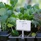 Plant Sale and Garden Festival