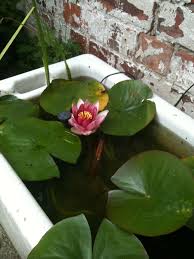Pin By Danuta Schaeffer On Garden Small Water Gardens Mini Pond Solar Fountain