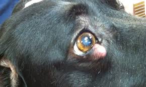 Due to poor digestion, the dog will likely experience weight loss and lethargy. Mast Cell Tumors Clinician S Brief
