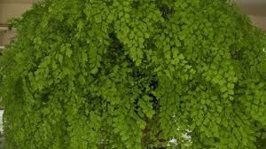 Direct or improper light, inadequate air circulation, absence of moisture, unsuitable temperatures are all to be blamed. Maidenhair Ferns Is It Even Possible To Keep Them Alive Stuff Co Nz
