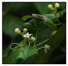 Image result for Zehneria scabra