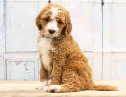 We occasionally have f1b puppies that are larger than this range from our. Abstract F1b Goldendoodle Puppies For Sale Goldendoodle Breeder