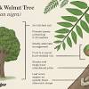 Our hardy fruit bearing tree seedlings and saplings are uk grown in scotland. 1