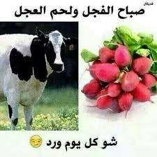 pin by ام عمر on صباحات fun quotes funny arabic jokes just smile