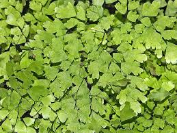 Image result for Adiantum vogelii