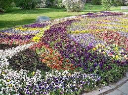 Pansy Beds On Display Flickr Photo Sharing Pansies Outdoor Decor Violas