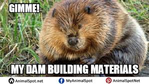 Images Of Beaver Memes Animal Memes Funny Animal Memes Beaver