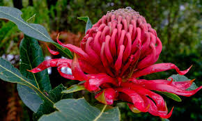 We did not find results for: 9 Australian Native Plants And Trees To Attract Wildlife And Bees To Your Apartment Balcony Or Garden Wwf Australia Wwf Australia