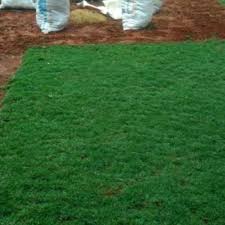Dalam artikel ini akan sedikti dibahas tujuh jenis rumput lansekap yang sering dipakai sebagai elemen taman untuk menutup permukaan tanah seperti taman rumah, lapangan olahraga. Jual Rumput Golf Babat Paling Bagus Untuk Hiasan Taman Rumah Kab Bogor Rahman Floris Tokopedia