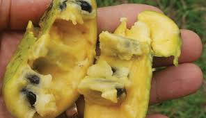 Our very own native americans knew about the various attributes of the tropical looking pawpaw, and most likely increased their distribution to what it is today. Pawpaw Is The Hot New Fruit With A Very Old History Hobby Farms
