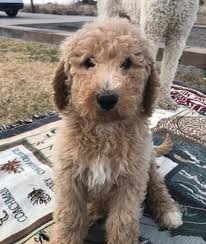 Cavapoo puppies dallas fort worth, tx. Golden Doodle At Best Price In Texas City Texas Goldendoodle And Cavapoo Puppies