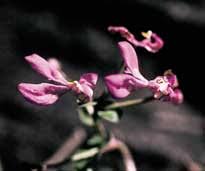 Image result for Disperis katangensis