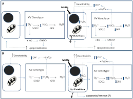 I'm cutting a v long story short here, and will be as brief as i can. Synthesis Of The Potential Protective Role Of Human Vv Genotypes Of Download Scientific Diagram