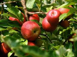Image result for organic apples