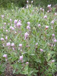 Image result for Syncolostemon